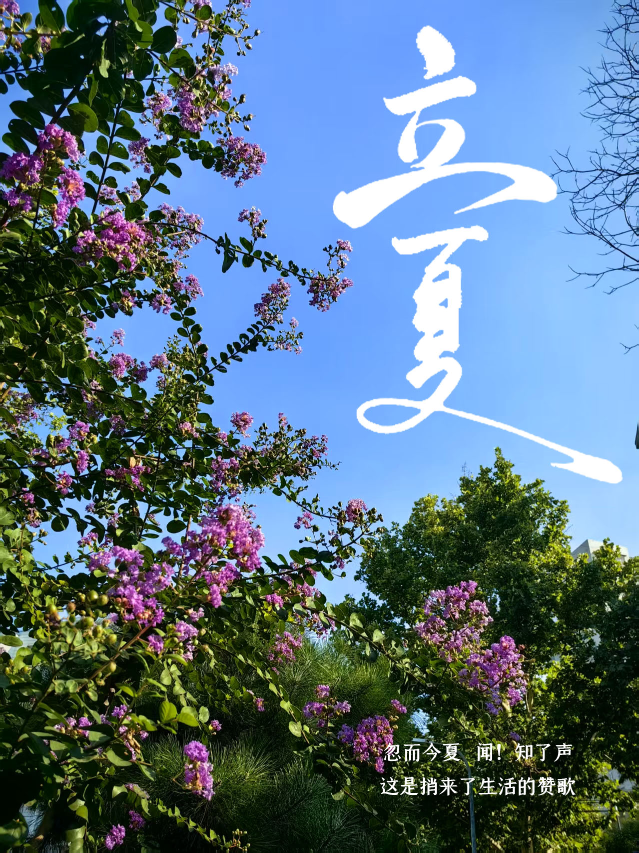 立夏时节，两款养生茶方助你调养身心