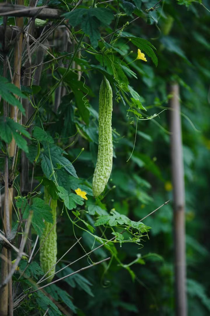 立夏后请多吃苦瓜！！！